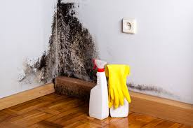 Mold Odor Removal Services